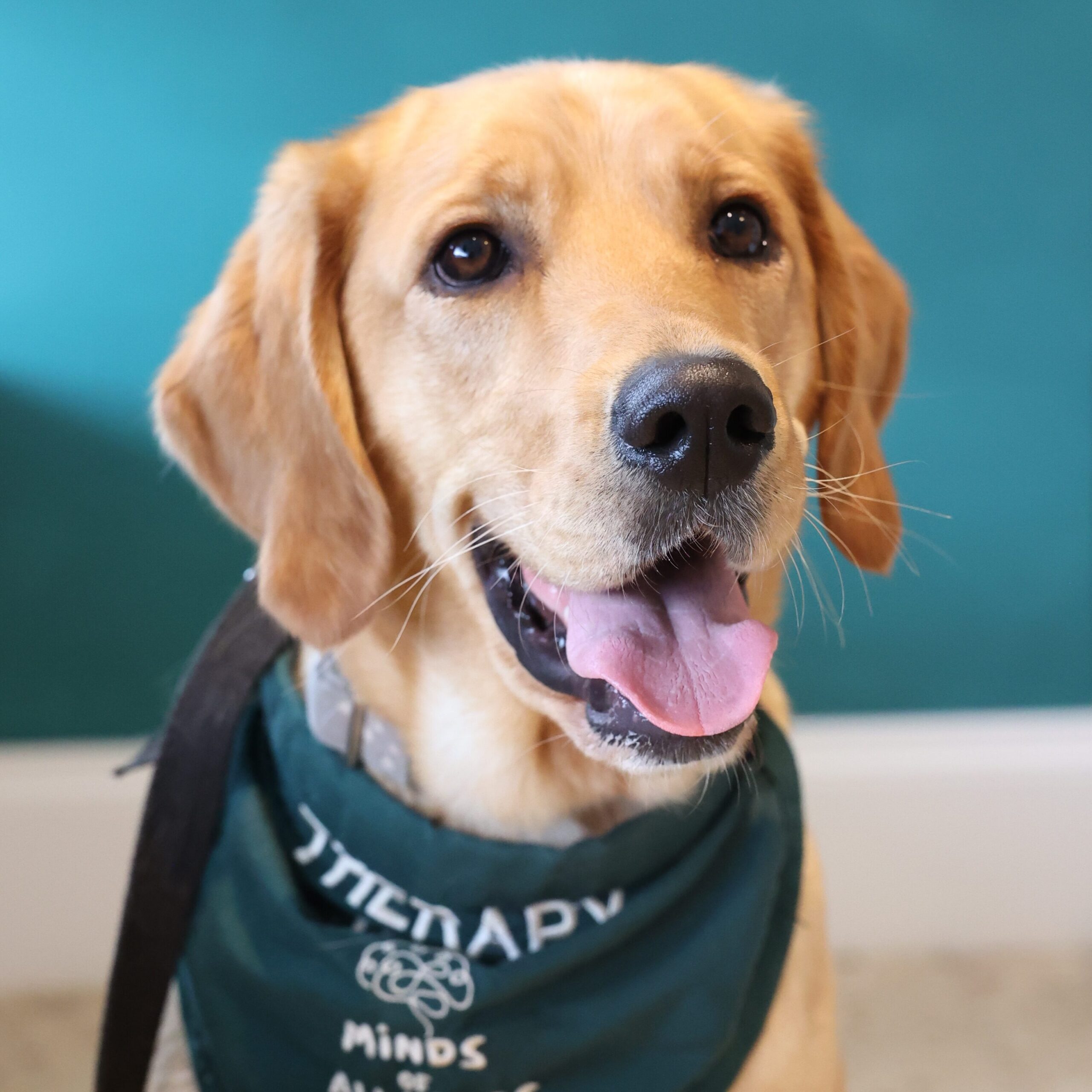Toozi, therapy dog